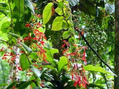 thumbnail sinningia cooperi
