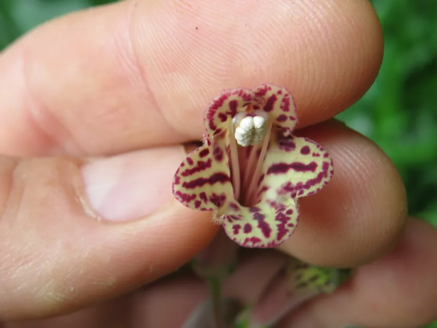 sinningia douglasii plant showing characteristic features