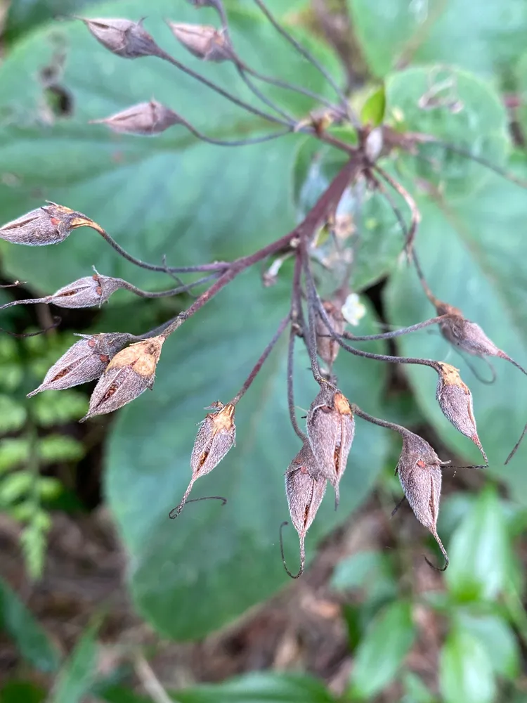 sinningia douglasii plant showing characteristic features