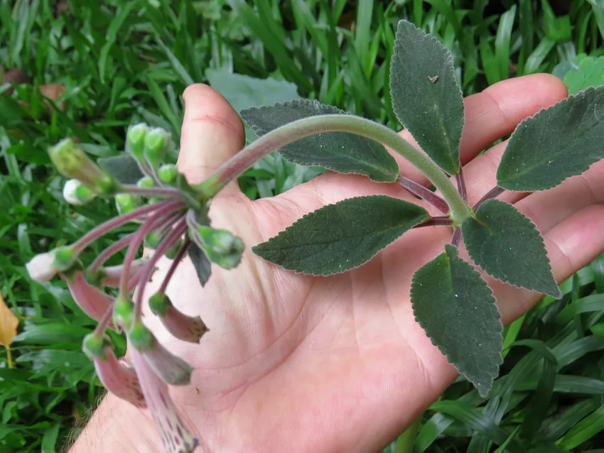 sinningia douglasii plant showing characteristic features