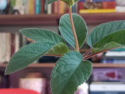 thumbnail sinningia douglasii