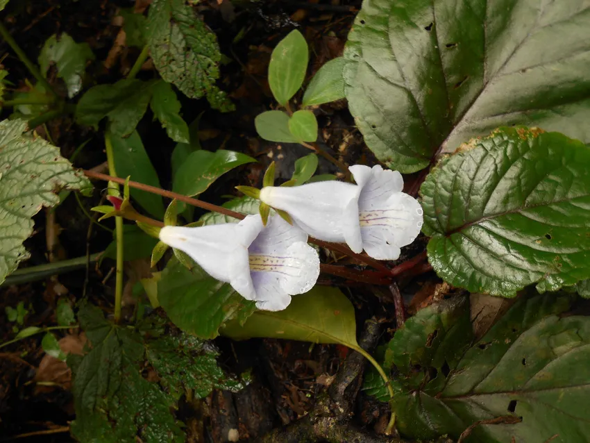 sinningia eumorpha plant showing characteristic features