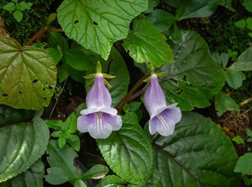 sinningia eumorpha plant showing characteristic features