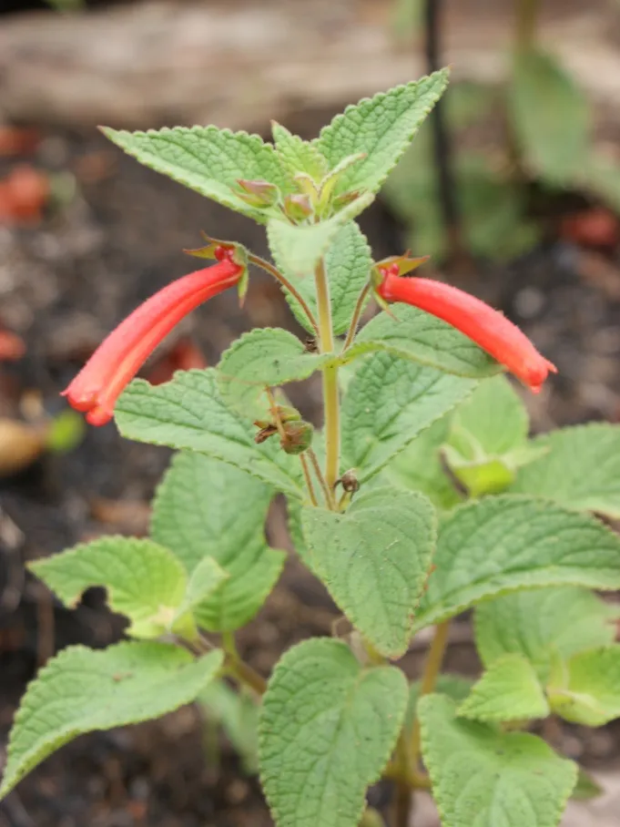 sinningia incarnata plant showing characteristic features