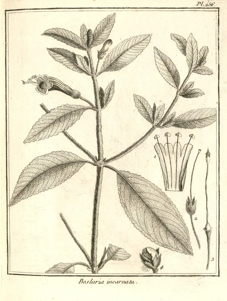 sinningia incarnata plant showing characteristic features