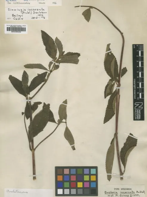 sinningia incarnata plant showing characteristic features