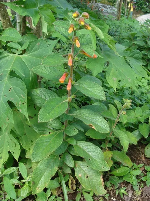 sinningia incarnata plant showing characteristic features
