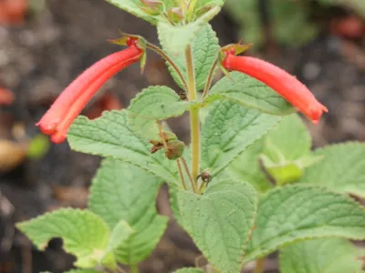 thumbnail sinningia incarnata