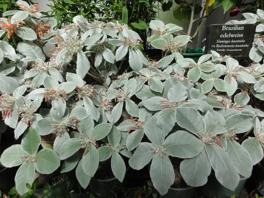 sinningia leucotricha plant showing characteristic features