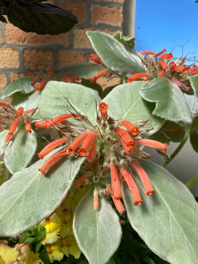 sinningia leucotricha plant showing characteristic features