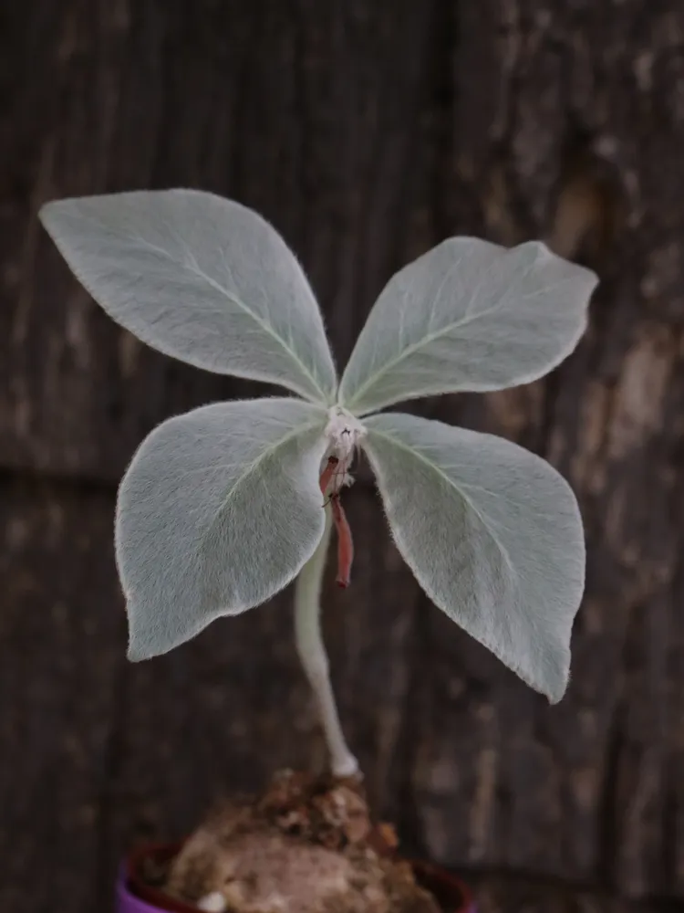sinningia leucotricha plant showing characteristic features
