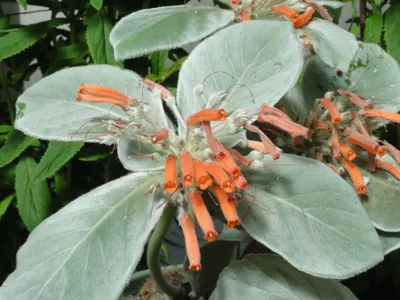 thumbnail sinningia leucotricha