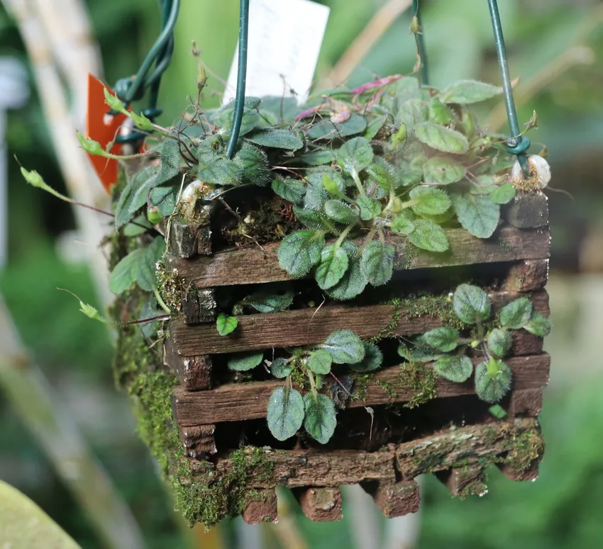 sinningia pusilla plant showing characteristic features