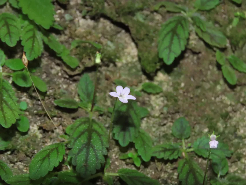 sinningia pusilla plant showing characteristic features