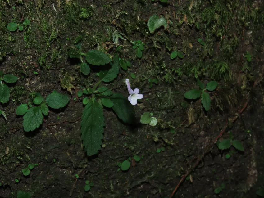 sinningia pusilla plant showing characteristic features