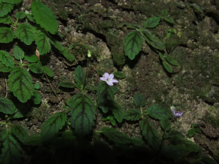 sinningia pusilla plant showing characteristic features