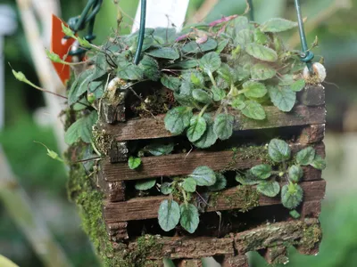 thumbnail sinningia pusilla