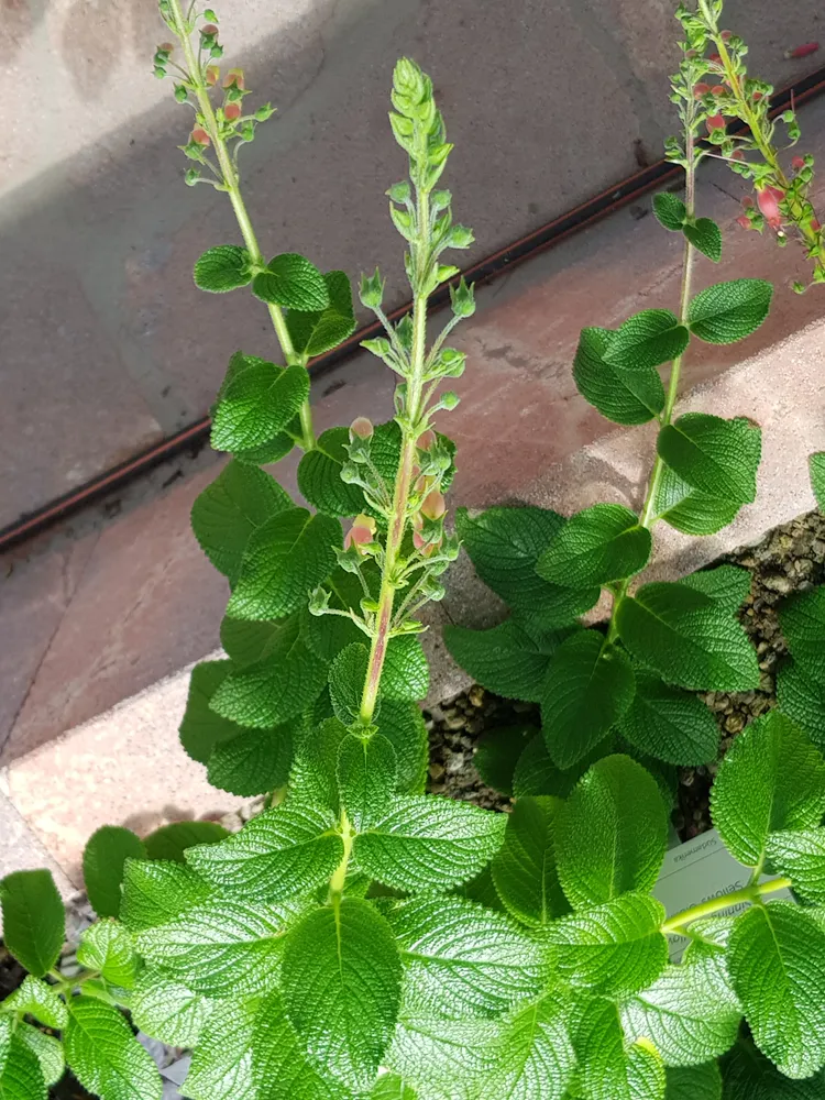 sinningia sellovii plant showing characteristic features