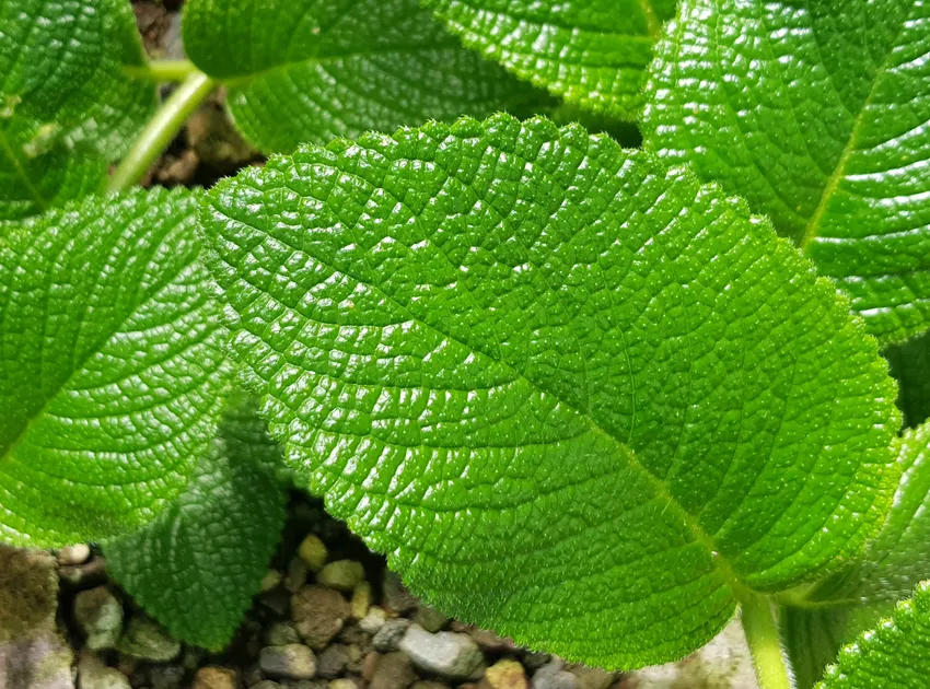 sinningia sellovii plant showing characteristic features