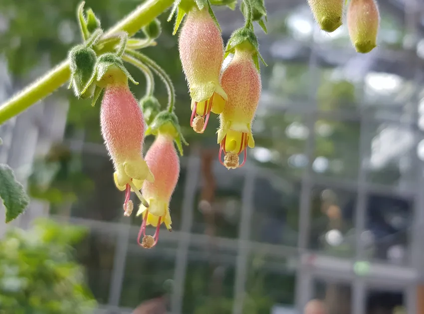sinningia sellovii plant showing characteristic features