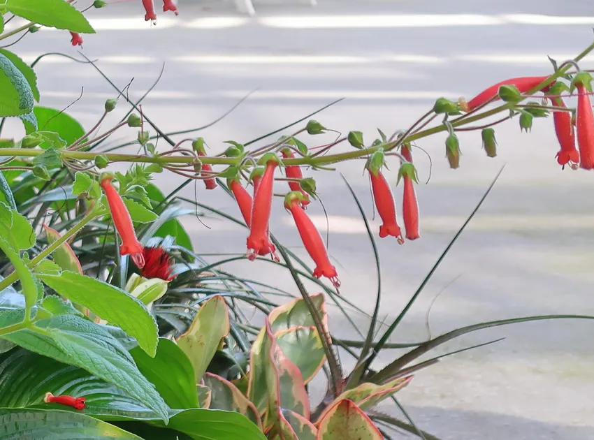 sinningia sellovii plant showing characteristic features