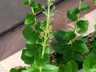 thumbnail sinningia sellovii