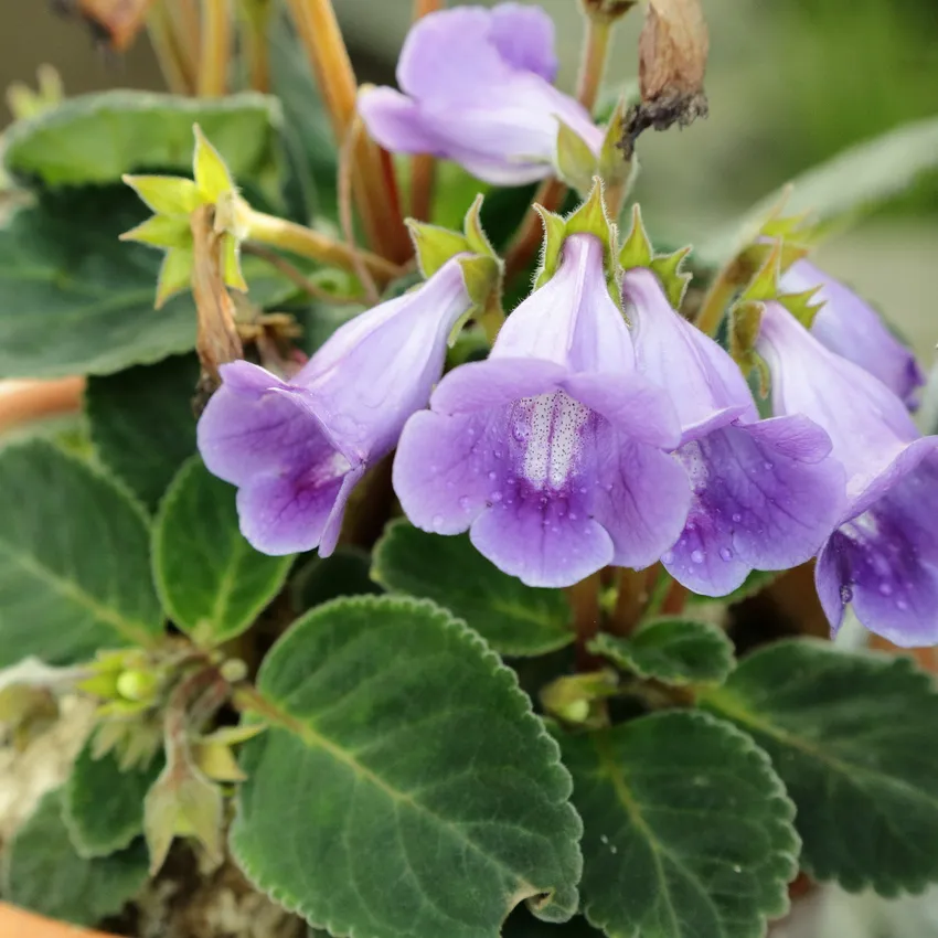 sinningia speciosa plant showing characteristic features