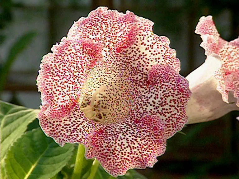 sinningia speciosa plant showing characteristic features