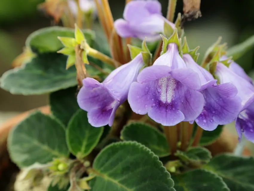 sinningia speciosa plant showing characteristic features
