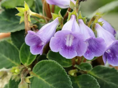 thumbnail sinningia speciosa