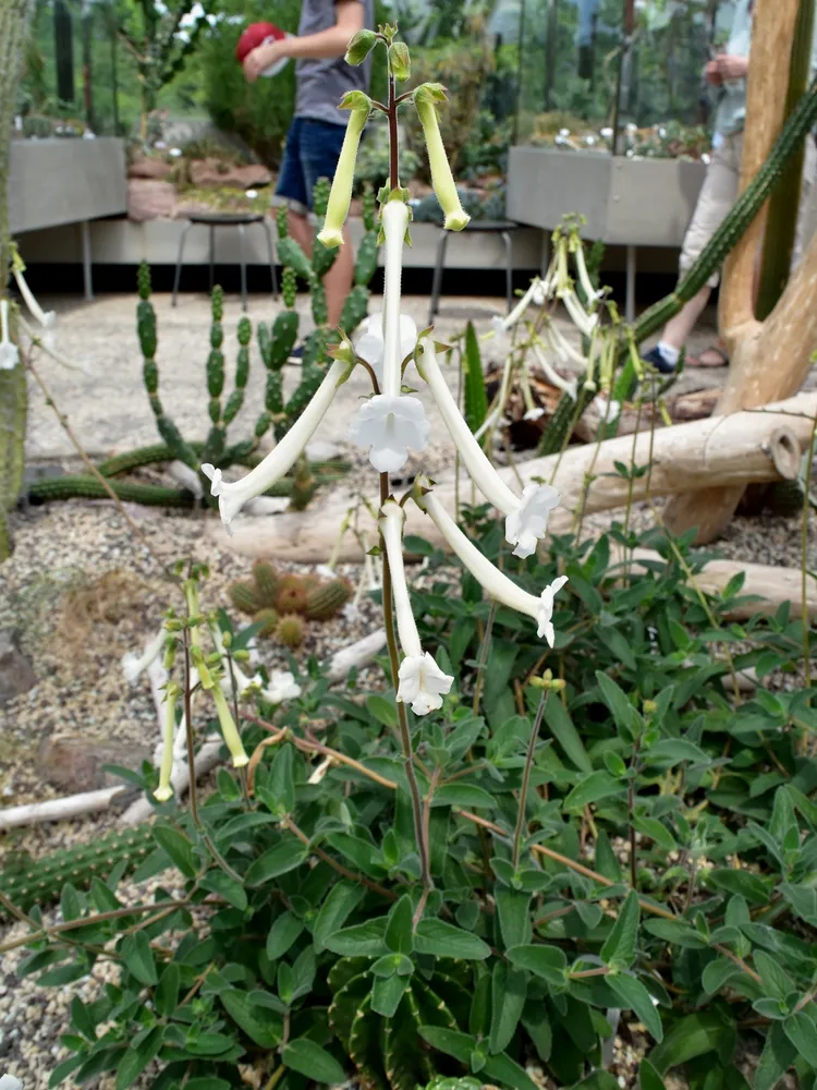 sinningia tubiflora plant showing characteristic features