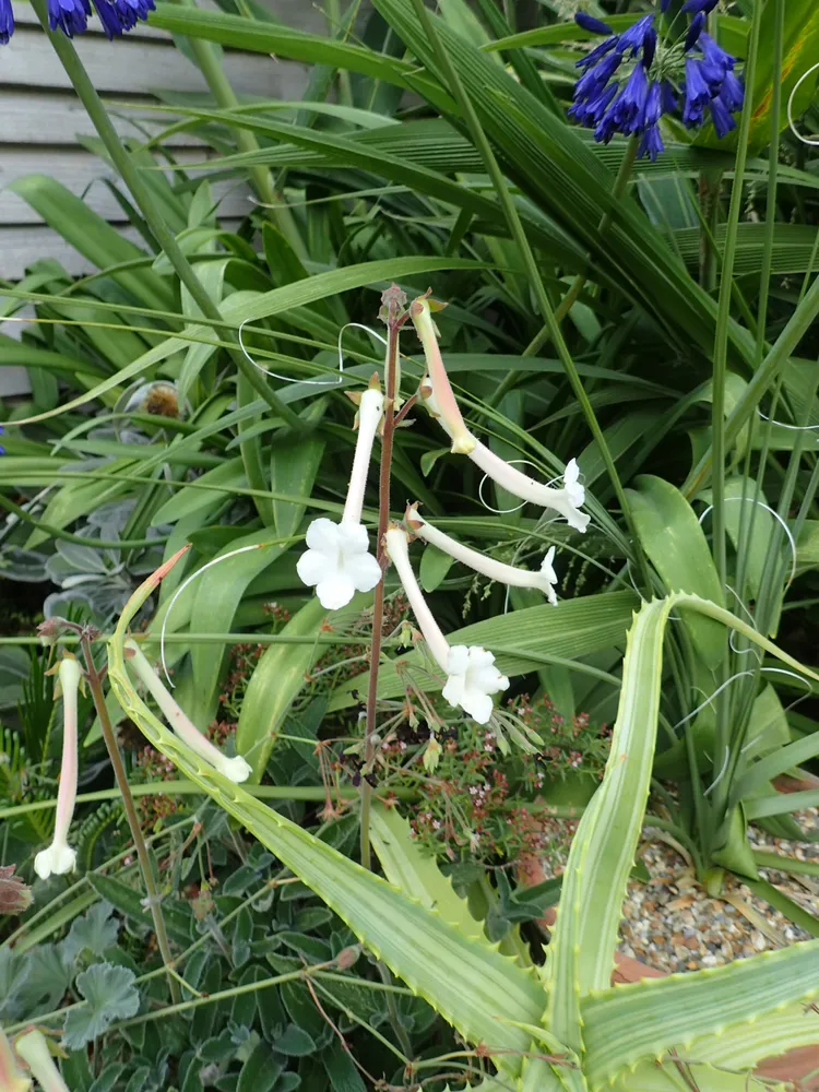 sinningia tubiflora plant showing characteristic features