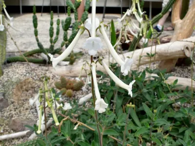 thumbnail sinningia tubiflora