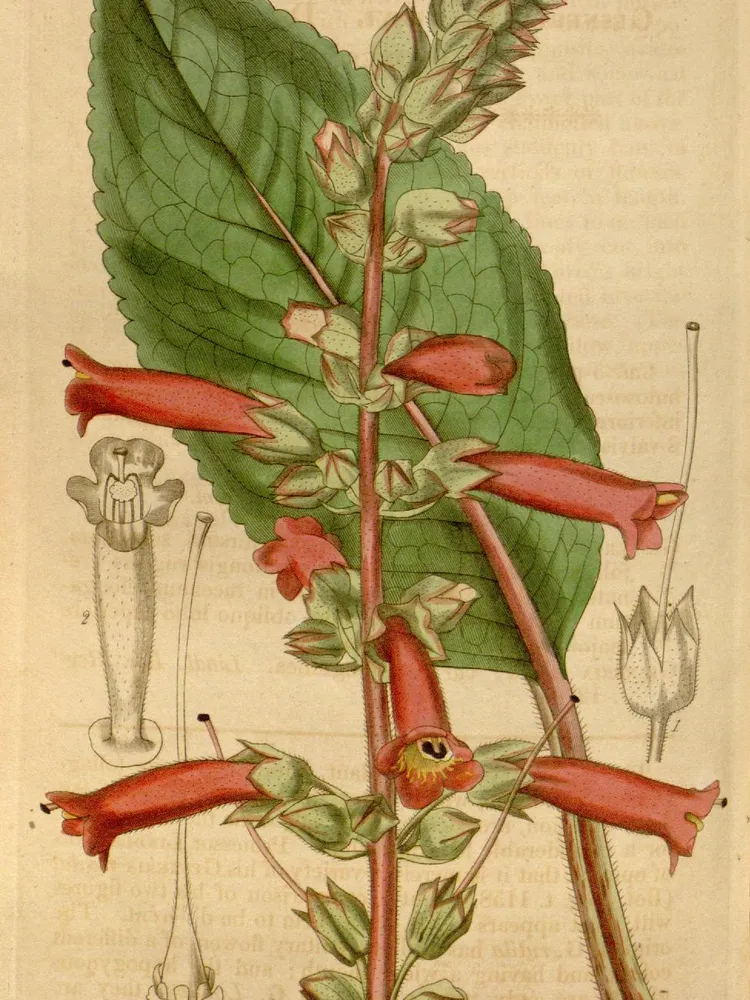 sinningia warmingii plant showing characteristic features