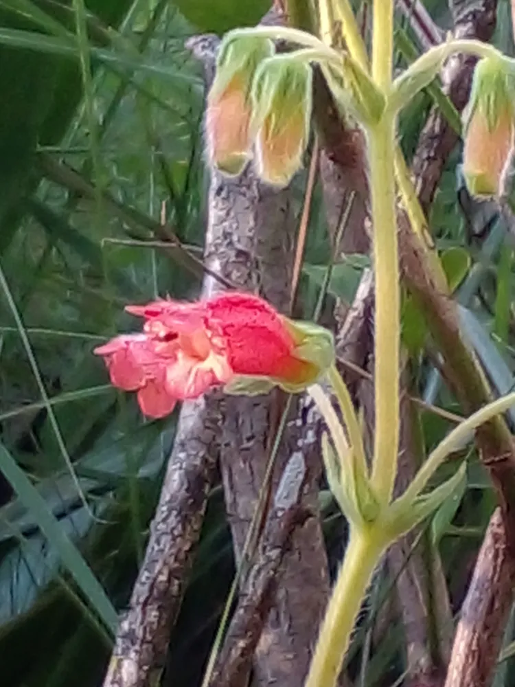 sinningia warmingii plant showing characteristic features