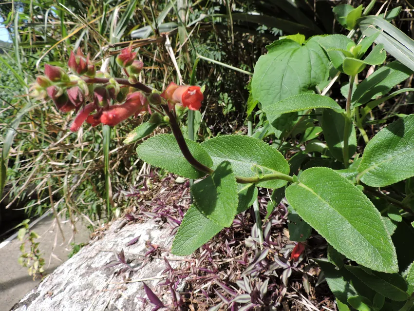 sinningia warmingii plant showing characteristic features