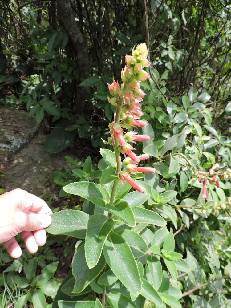 sinningia warmingii plant showing characteristic features