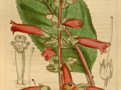 thumbnail sinningia warmingii