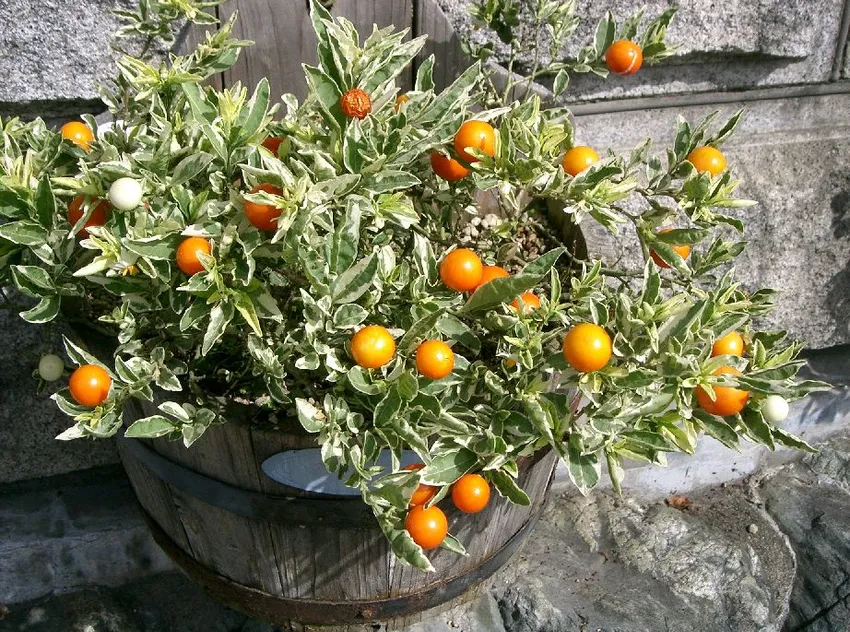 solanum capsicastrum plant showing characteristic features