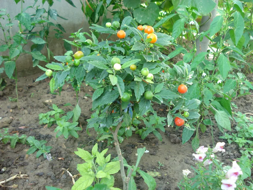 solanum capsicastrum plant showing characteristic features