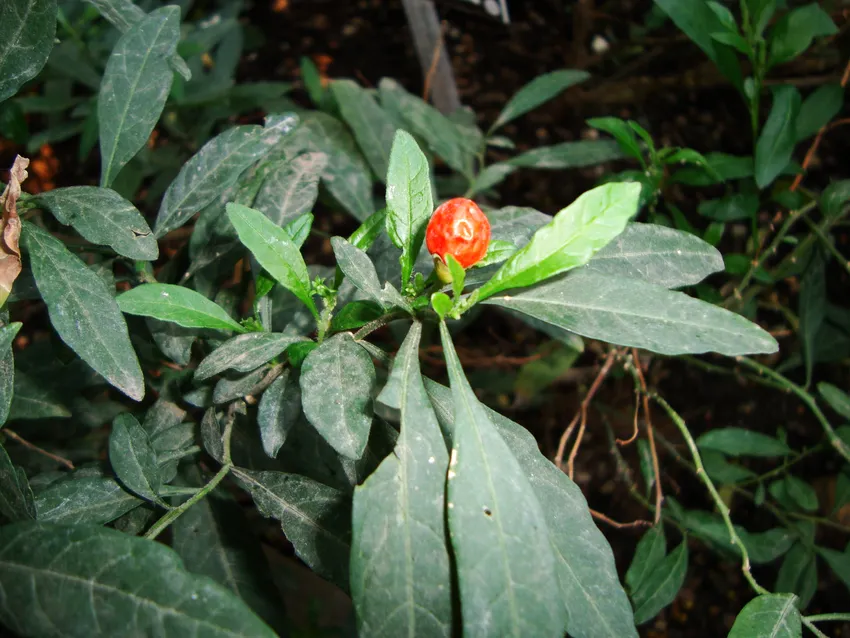 solanum capsicastrum plant showing characteristic features