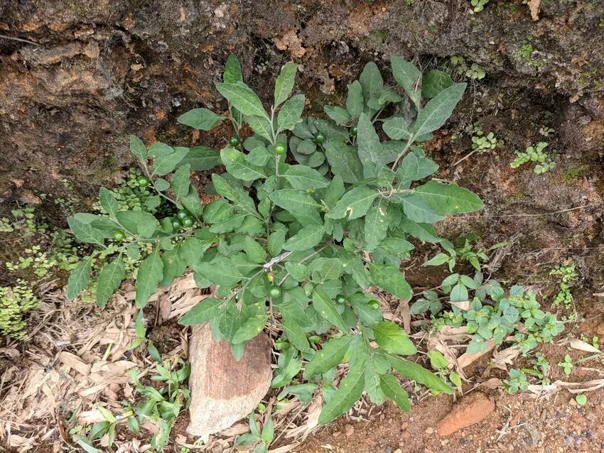 solanum capsicastrum plant showing characteristic features