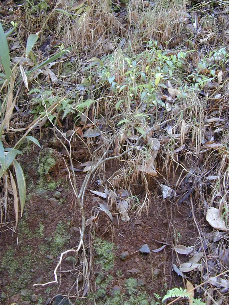 solanum capsicastrum plant showing characteristic features