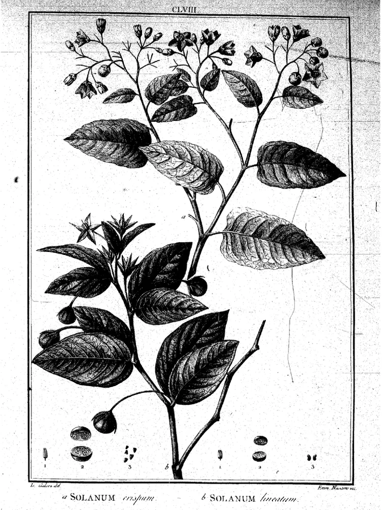 solanum crispum plant showing characteristic features