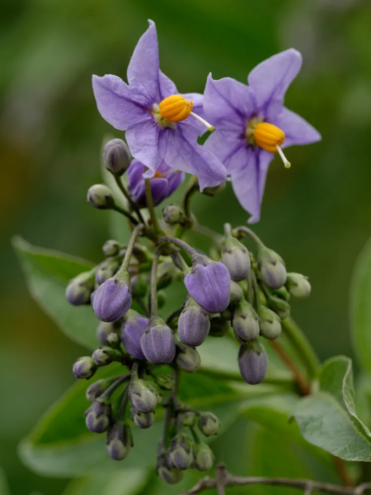 solanum crispum plant showing characteristic features