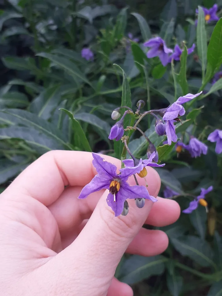 solanum crispum plant showing characteristic features