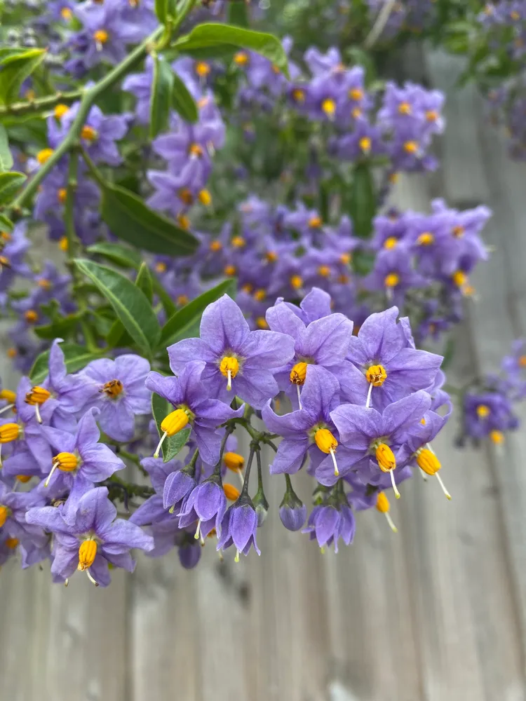 solanum crispum plant showing characteristic features