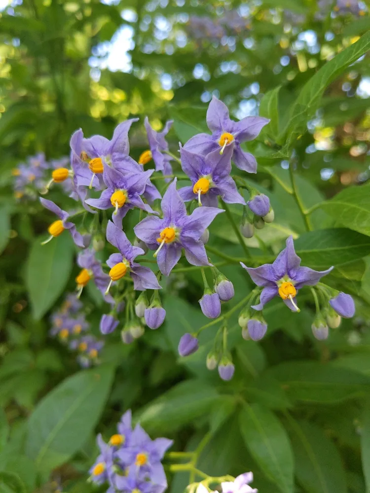 solanum crispum plant showing characteristic features