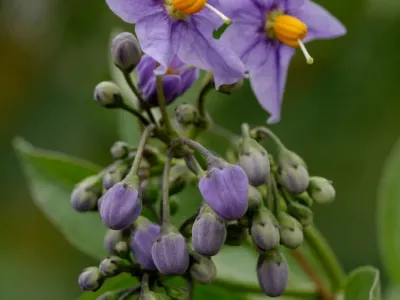 solanum crispum thumbnail