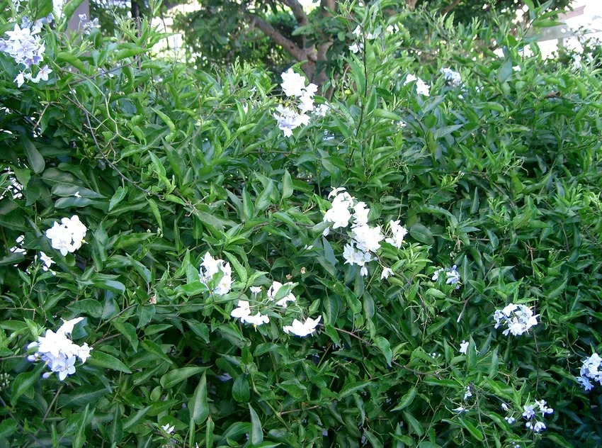 solanum jasminoides plant showing characteristic features